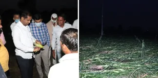 loss of farmers due to rains in chalisgaon taluka