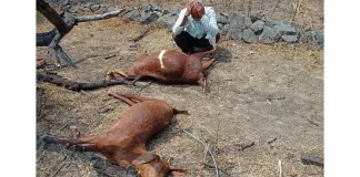 two goats were killed in pimpalgaon khurd