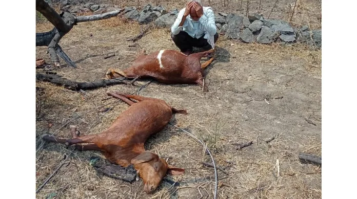 two goats were killed in pimpalgaon khurd