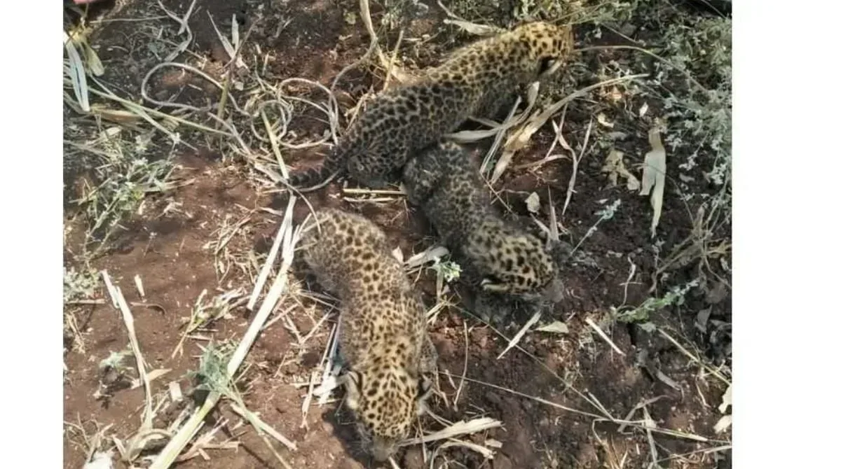 nandra forest area leopard calves