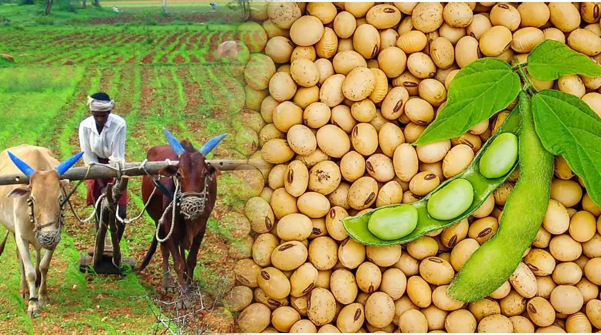 Farmers should keep homemade soybean seeds farmers should keep homemade soybean seeds