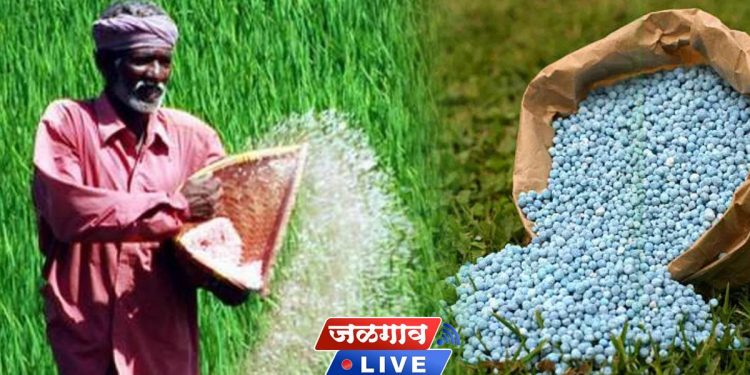 dap fertilizer rate