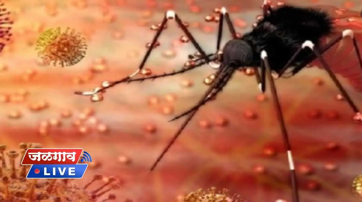 zika virus