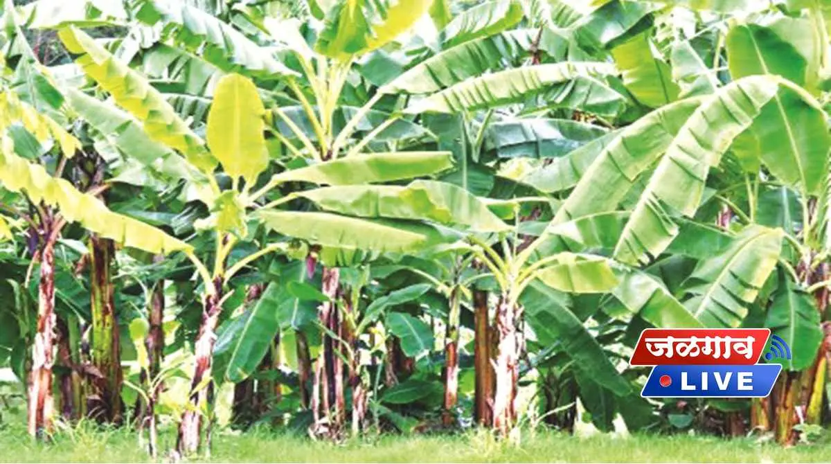 banana 1 banana 1