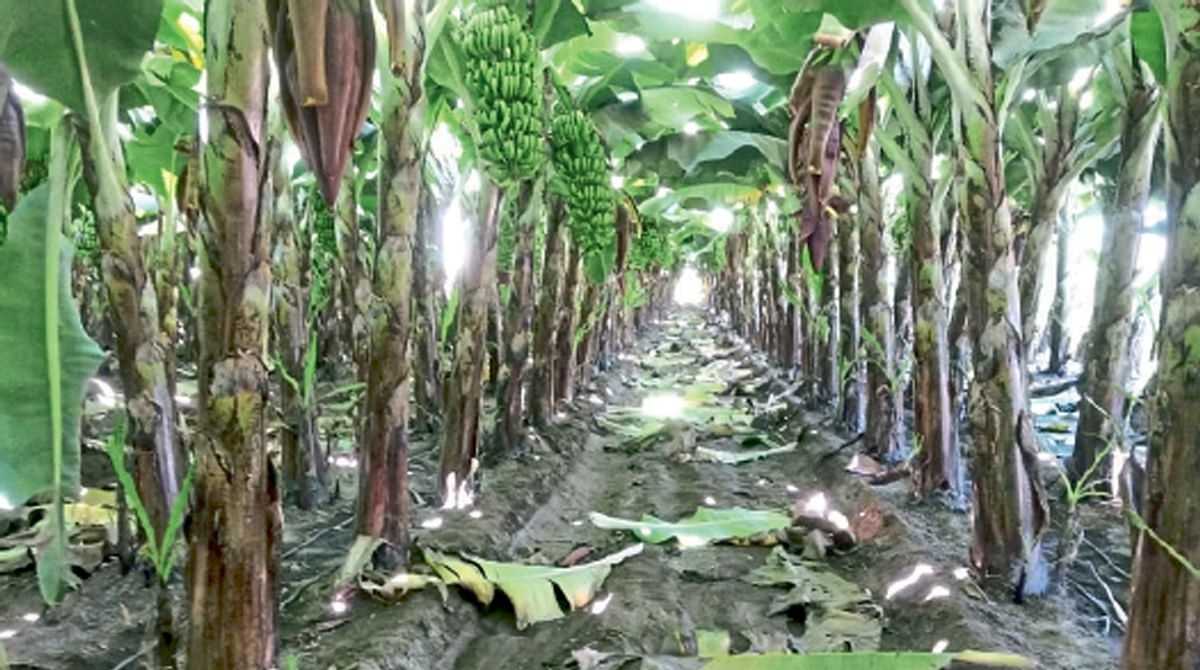 banana growers in crisis looting of farmers neglect of administration