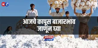 kapus-kapashi-bajarbhav-cotton-market-rate
