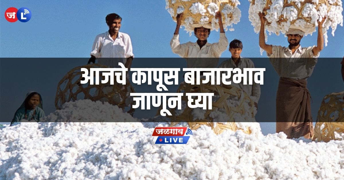 kapus-kapashi-bajarbhav-cotton-market-rate