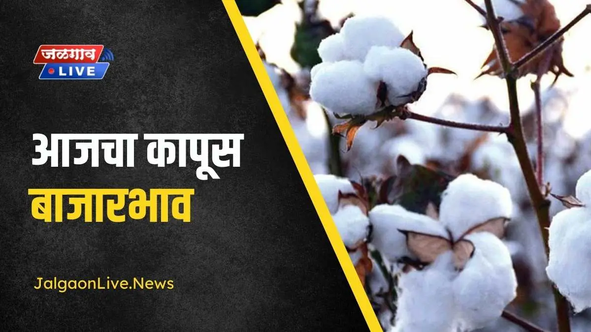 todays-kapus-bajarbhav