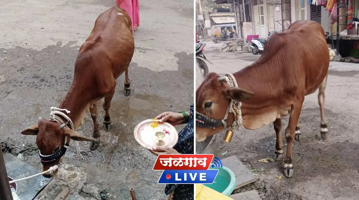 The cow stole The cow stole