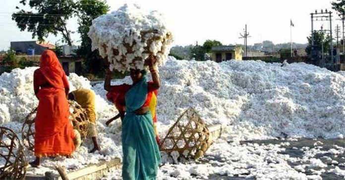 cotton1