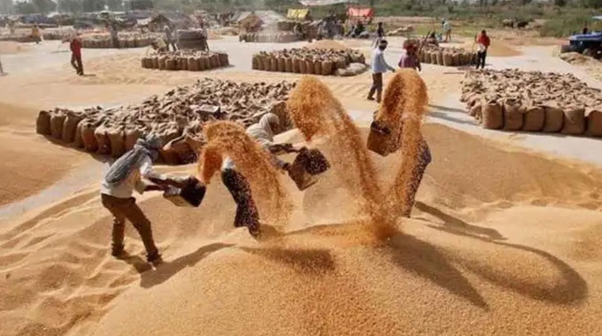 सर्वसामान्यांसाठी खुशखबर.. सरकारने दुसऱ्यांदा कमी केले गव्हाचे दर, जाणून घ्या एका क्विंटलचा भाव? | Jalgaon Live News