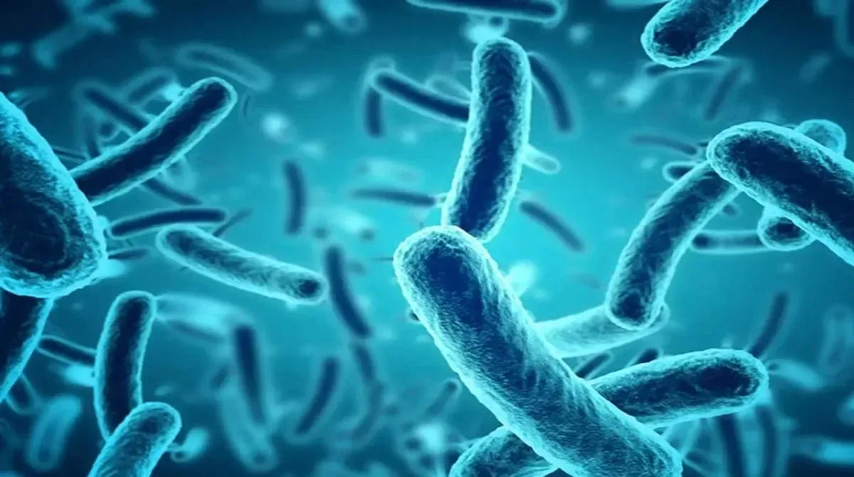 marburg virus jpg webp webp marburg virus jpg webp webp