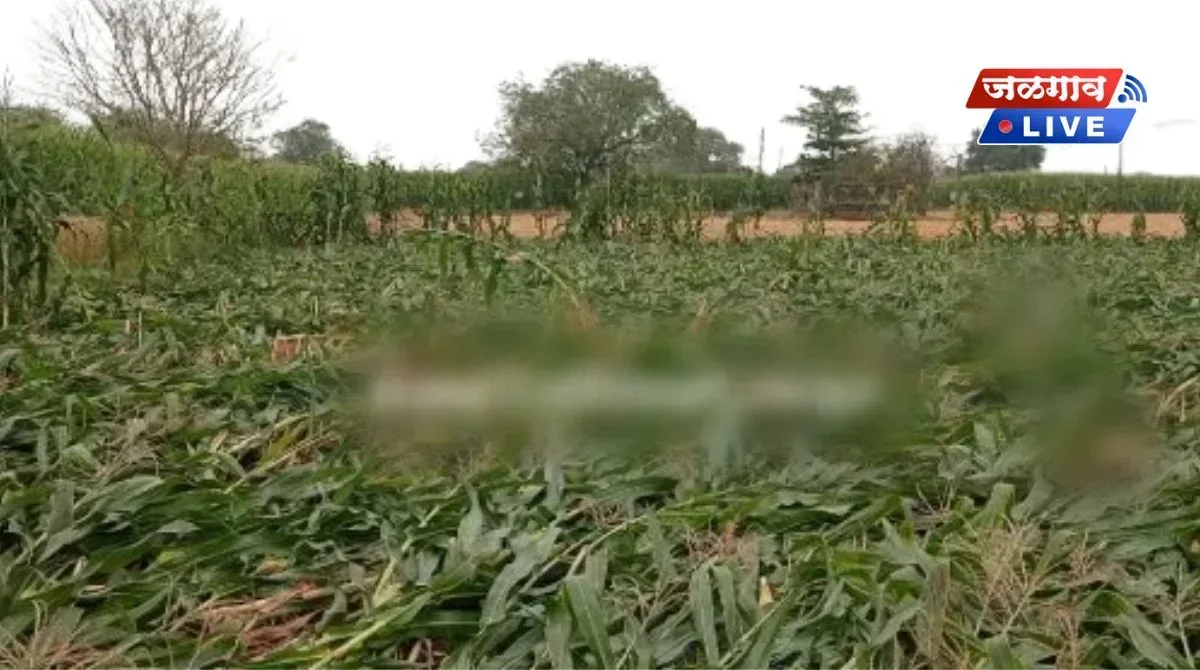 distroyed crops jpg webp webp
