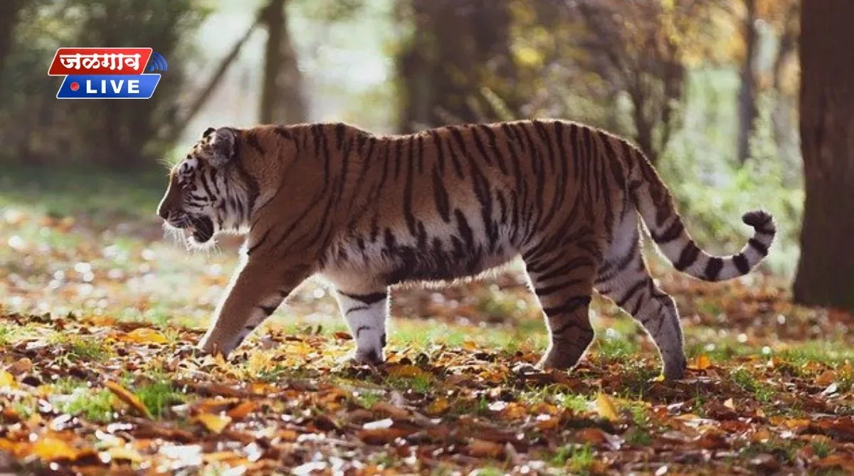 अरे वाह : जळगाव जिल्ह्यात आढळला पट्टेरी वाघ 1 tiger jpg webp