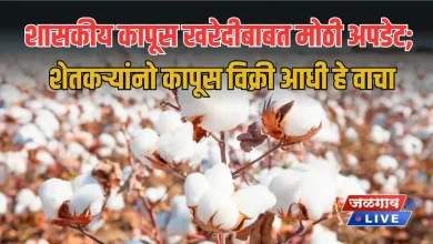 शासकीय कापूस खरेदीबाबत मोठी अपडेट; शेतकऱ्यांनो कापूस विक्री आधी हे वाचा 5 cotton jpg webp
