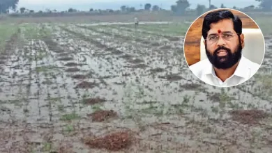 राज्यात अवकाळीमुळे ९९ हजार ३८१ हेक्टर क्षेत्र बाधित ; जळगाव जिल्ह्यात 'इतक्या' हेक्टर पिकांची नासाडी? 3 avakali jpg webp