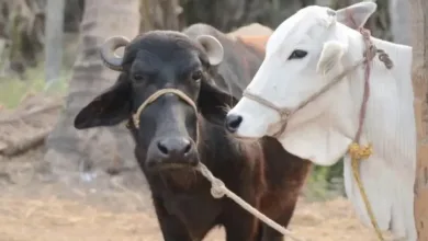 '१९६२' हेल्पलाइन ठरली देवदूत! जळगावात विषबाधा झालेल्या ३५ गाई-म्हशींचे वाचवले प्राण 6 gay bhes jpg webp