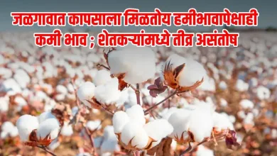cotton price jpg webp