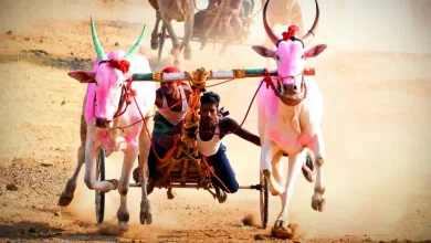 bailgada sharyat jpg webp