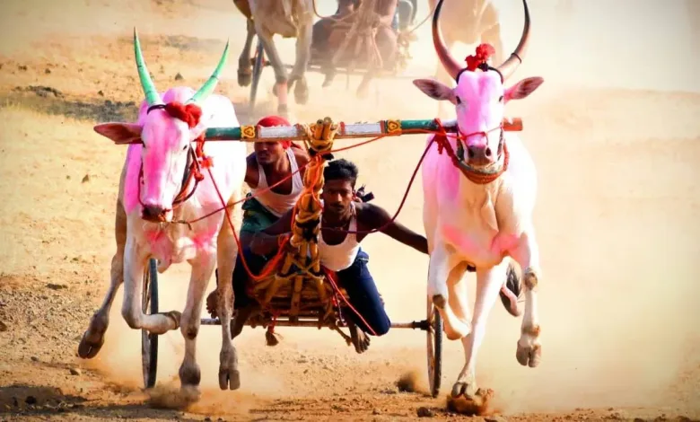 bailgada sharyat jpg webp