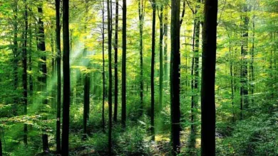 jangal