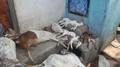 11 goats killed jpg webp