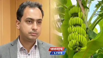 जिल्हाधिकाऱ्यांच्या मध्यस्थीने केळीचा भाव क्विंटल मागे 'इतक्या' रुपयांनी वाढला ; शेतकऱ्यांना दिलासा 1 banana ayush prasad jpg webp