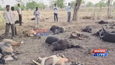 भयंकर! उष्माघातामुळे कुऱ्हाकाकोडा येथे 100 पेक्षा जास्त शेळ्यांचा मृत्यू 4 kurhakakoda 1 jpg webp