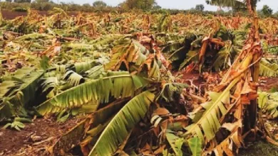 वादळीवाऱ्यामुळे केळी बागा उद्धवस्त ; शेतकऱ्यांचं मोठं नुकसान 5 vadali vara banana jpg webp
