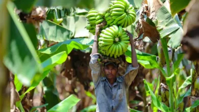 banana 1 jpg webp