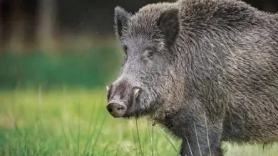 कुसुंबा येथे रानडुकराच्या हल्ल्यात शेतकरी जखमी 1 randukar jpg webp