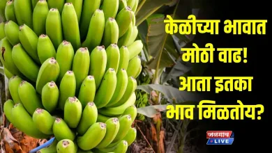 Banana price jpg webp