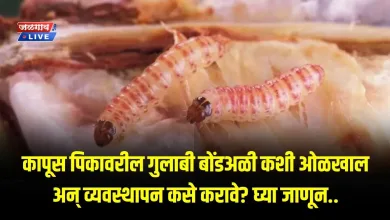 कापूस पिकावरील गुलाबी बोंडअळी कशी ओळखाल अन् व्यवस्थापन कसे करावे? घ्या जाणून.. 6 cotton bondali 1 jpg webp