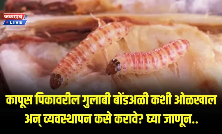 कापूस पिकावरील गुलाबी बोंडअळी कशी ओळखाल अन् व्यवस्थापन कसे करावे? घ्या जाणून.. 1 cotton bondali 1 jpg webp