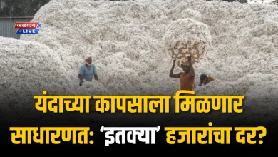 यंदाच्या कापसाला मिळणार साधारणत: इतक्या हजारांचा दर? शेतकरी वर्गात समाधान 1 cottonprice