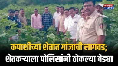 कपाशीच्या शेतात गांजाची लागवड; शेतकऱ्याला पोलिसांनी ठोकल्या बेड्या 5 ganja