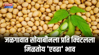 soyabean rate jalgaon