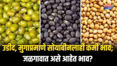 उडीद, मुगाप्रमाणे सोयाबीनलाही कमी भाव; जळगावात असे आहेत भाव? 3 udit soyabin