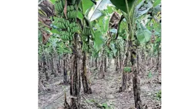 Yawal : माथेफिरूने 1800 केळीचे खोड कापून फेकले; शेतकऱ्याचे 5 लाख 94 हजाराचे नुकसान 5 bana