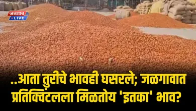 ..आता तुरीचे भावही घसरले; शेतकरी चिंतेत, जळगावात प्रतिक्विंटलला मिळतोय 'इतका' भाव? 1 tur Rate