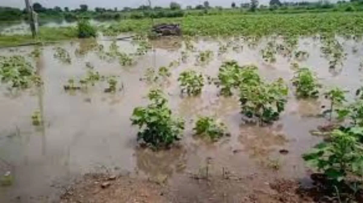 affected by heavy rains