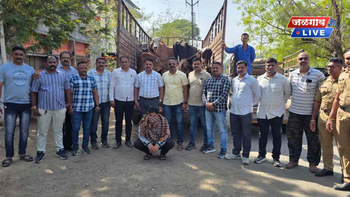 जळगाव पोलिसांची मोठी कारवाई! ६०० किलो गोमांसासह २.८३ लाखांचा मुद्देमाल जप्त 1 govasnh