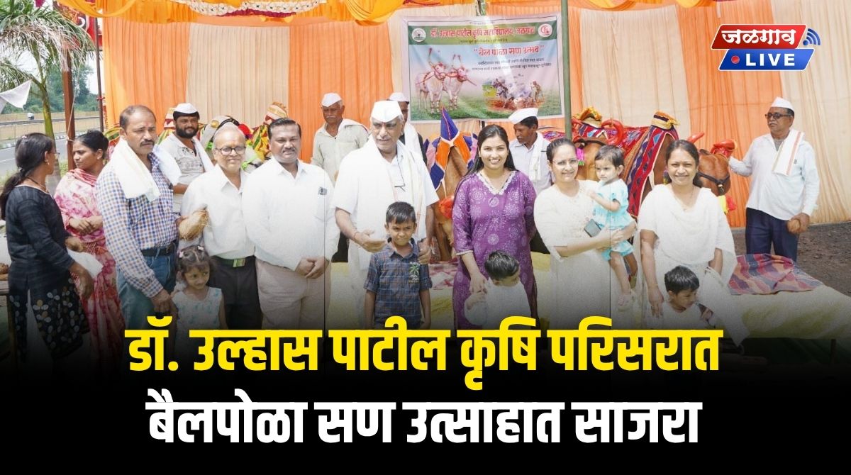 डॉ. उल्हास पाटील कृषि परिसरात बैलपोळा सण उत्साहात साजरा 2 bailpola 1